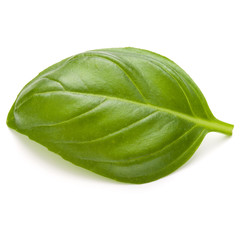 Sweet basil herb leaves isolated on white background closeup