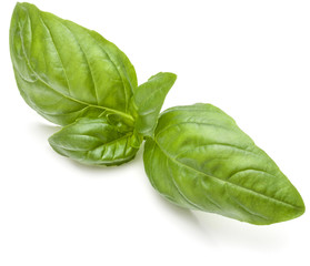 Sweet basil herb leaves isolated on white background closeup