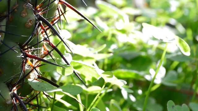 Spines of cactus plant