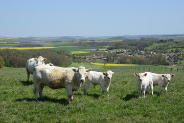 Vaches et veaux dans un pré en Lorraine - Cows and calves in a pasture in Lorraine, France