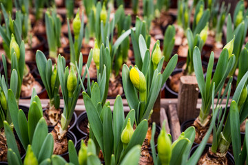 Fototapeta premium Polska wiosna Tulipany