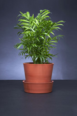 Plant in a pot on blackboard background