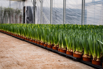 tulipany produkcja uprawa
