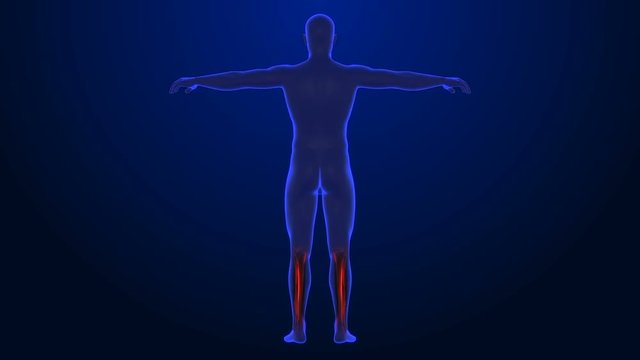 x-ray style - medical 3d animation of a male