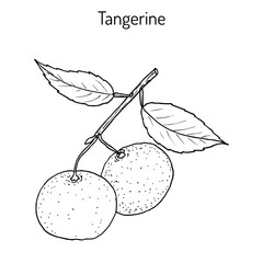 Tangerine fruit Citrus tangerina , mandarin variety