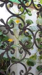 Amalfi fence with yellow flowers