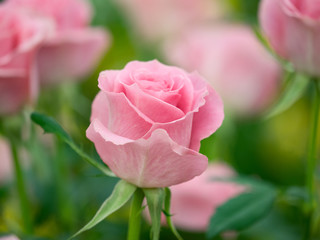 ピンクのバラ
