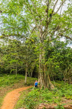 Nationalpark &bdquo;Topes de Collantes&ldquo;  im Escambray &ndash; Gebirge, Kuba mit junger Frau