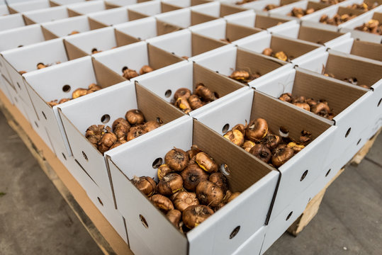 rośliny cebulowe sprzedaż