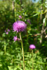 A blooming Thistle in the national Park Yugyd VA.