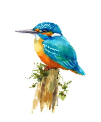 Watercolor Bird Kingfisher Sitting on the Stump Hand Painted Wildlife Illustration isolated on white background
