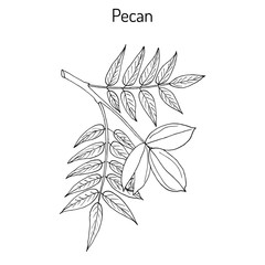 Pecan Carya illinoinensis nuts with leaves