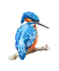 Watercolor Bird Kingfisher Sitting on the Branch Hand Painted Wildlife Illustration isolated on white background