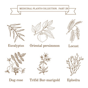 Vintage collection of hand drawn medical herbs and plants, eucalyptus, persimmon, locust, dog-rose, trifid bur-marigold, ephedra