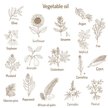 Vector collection of different oil plants