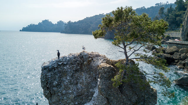 Lo Scoglio della Cadrega, pino marittimo, albero, vista aerea, Lungomare tra Santa Margherita Ligure e Portofino, Paraggi, Liguria, Italia