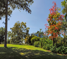 Illawarra Flame Tree