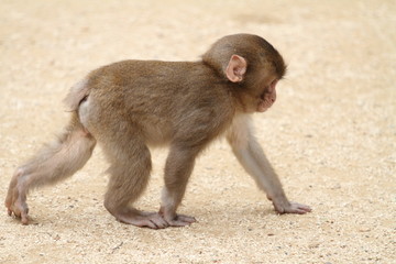 wild Japanese baby monkey in Beppu, Oita, Japan