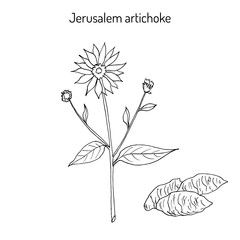 Jerusalem artichoke, or sunroot, sunchoke, earth apple, topinambour