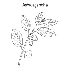 Ayurvedic Herb Withania somnifera, known as ashwagandha, Indian ginseng, poison gooseberry, or winter cherry