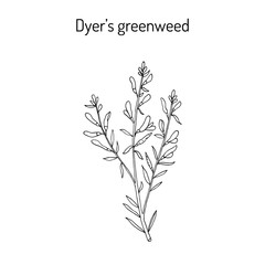 Fototapeta na wymiar Dyer s greenweed or dyer s broom Genista tinctoria , medicinal plant
