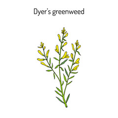 Dyer s greenweed or dyer s broom Genista tinctoria , medicinal plant