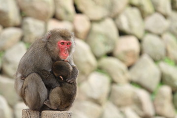 wild Japanese monkeys hugging each other in Beppu, Oita, Japan