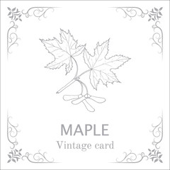 Maple branch with leaves and seeds. Vintage card