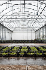 Szklarnia stelarz hala © BlackMediaHouse