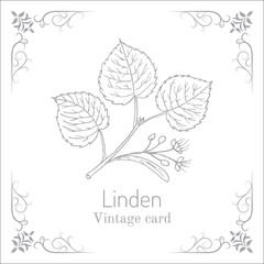 Linden branch with leaves and flowers. Vintage card