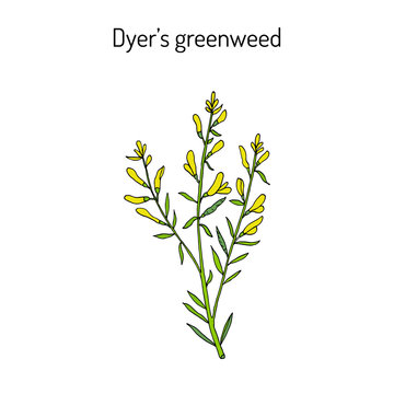 Dyer S Greenweed Or Dyer S Broom Genista Tinctoria , Medicinal Plant