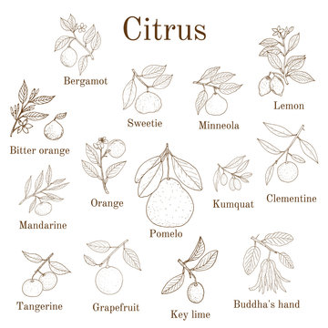 Set of different citrus branches with fruits and leaves