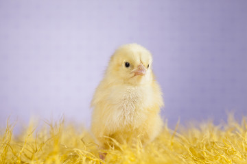 Cute little chick