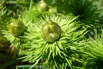 flauschige Knospe eines Frühlings-Adonisröschen in den Seelower Höhen bei Mallnow in...