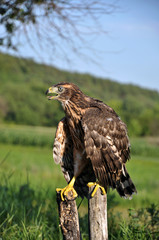 A young hawk on a background of green summer trying to fly