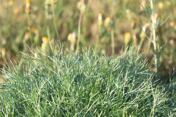 Wormwood