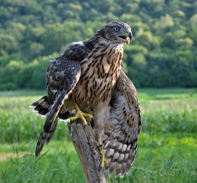 A young hawk on a background of green summer trying to fly
