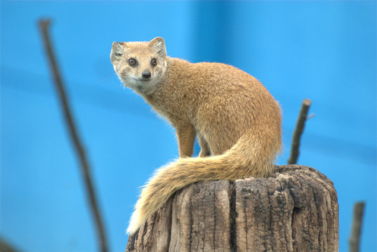 Fuchsmanguste auf Holz