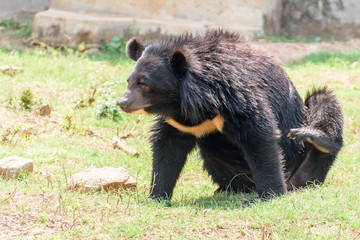 bear