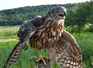 A young hawk on a background of green summer trying to fly