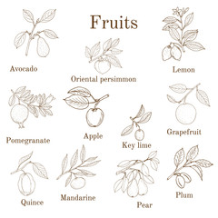Fototapeta na wymiar Big set of colorful fruit icons apple, pear, plum, lemon, avocado, persimmon, pomegranate, lime, grapefruit, quince, mandarin