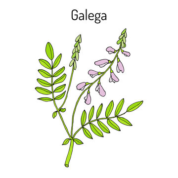 Galega Galega officinalis , goat s-rue, French lilac, Italian fitch, or professor-weed, medicinal plant