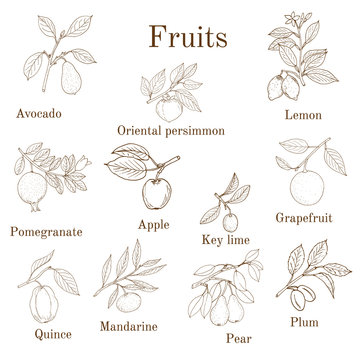 Big set of colorful fruit icons apple, pear, plum, lemon, avocado, persimmon, pomegranate, lime, grapefruit, quince, mandarin