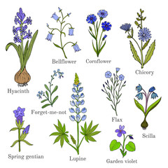 Set of blue flowers plants - obrazy, fototapety, plakaty