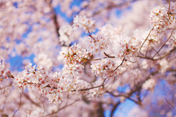 Cherry Blossoms at Tidal Basin, Washington DC
