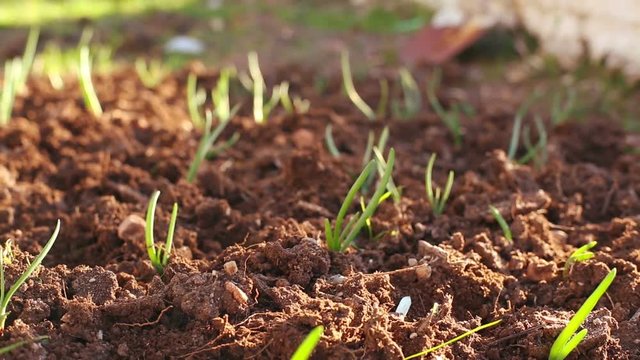 Organic Onion Plants Timelapse