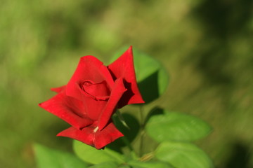 Flower Rose , red, flowering in the garden