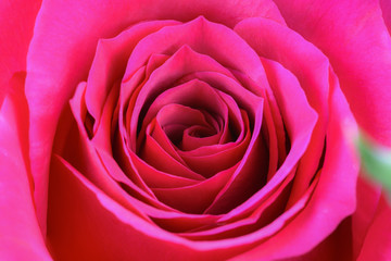 Fototapeta na wymiar Red rose macro