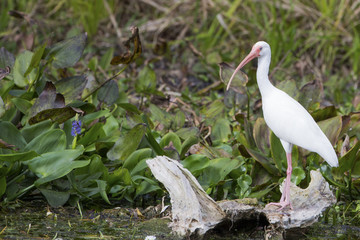 White Ibis