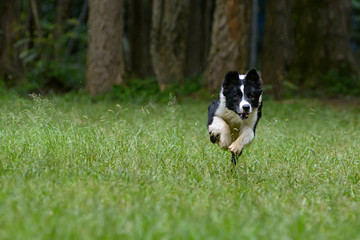 Naklejka na ściany i meble border collie dog running front view in the grass
